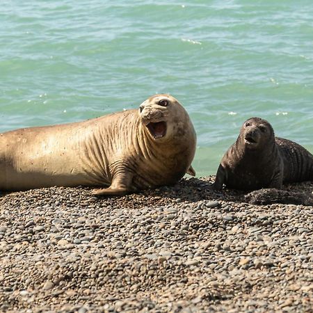 La Elvira Natural Lodge Nature & Wildlife Experience In Peninsula Valdes Punta Delgada ภายนอก รูปภาพ