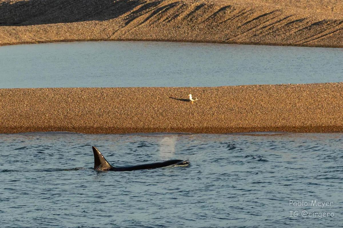 La Elvira Natural Lodge Nature & Wildlife Experience In Peninsula Valdes Punta Delgada ภายนอก รูปภาพ