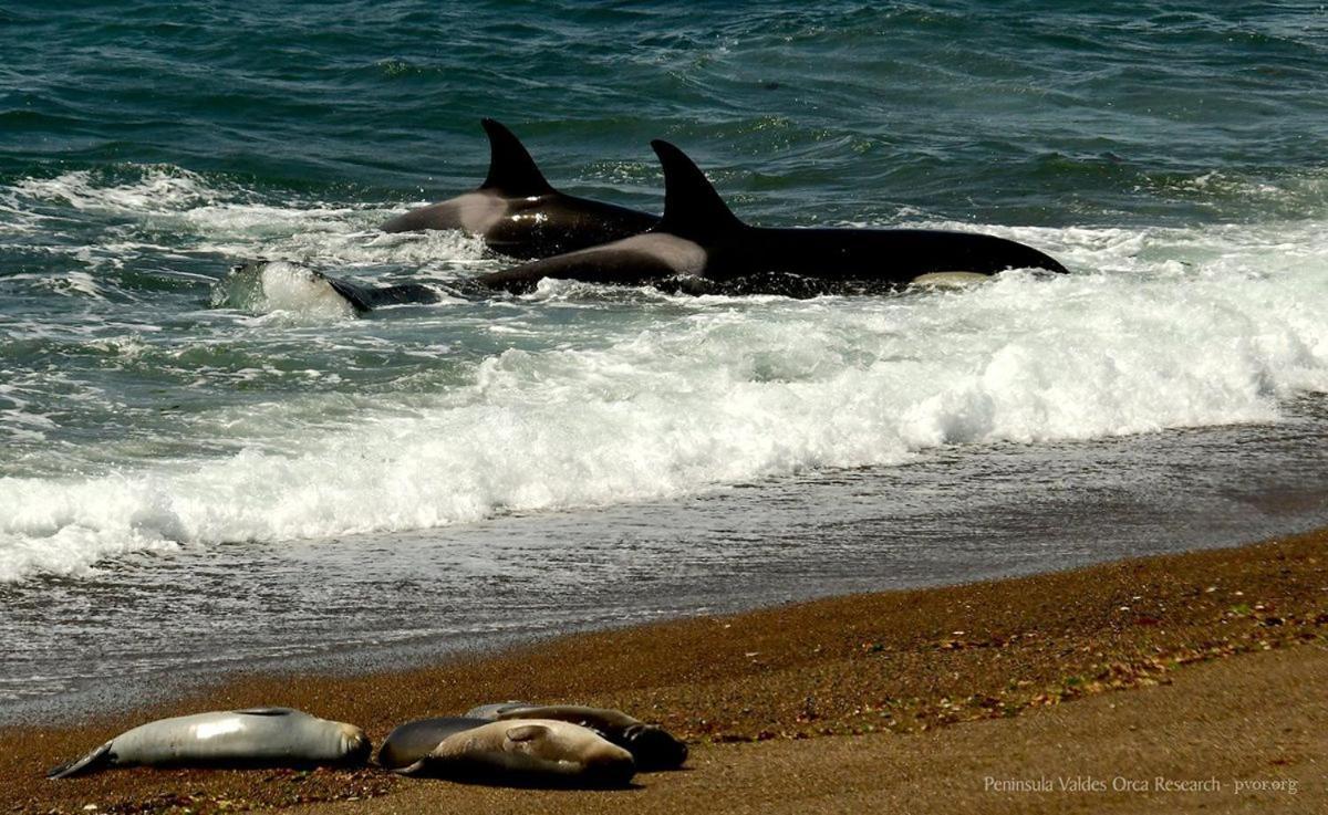 La Elvira Natural Lodge Nature & Wildlife Experience In Peninsula Valdes Punta Delgada ภายนอก รูปภาพ