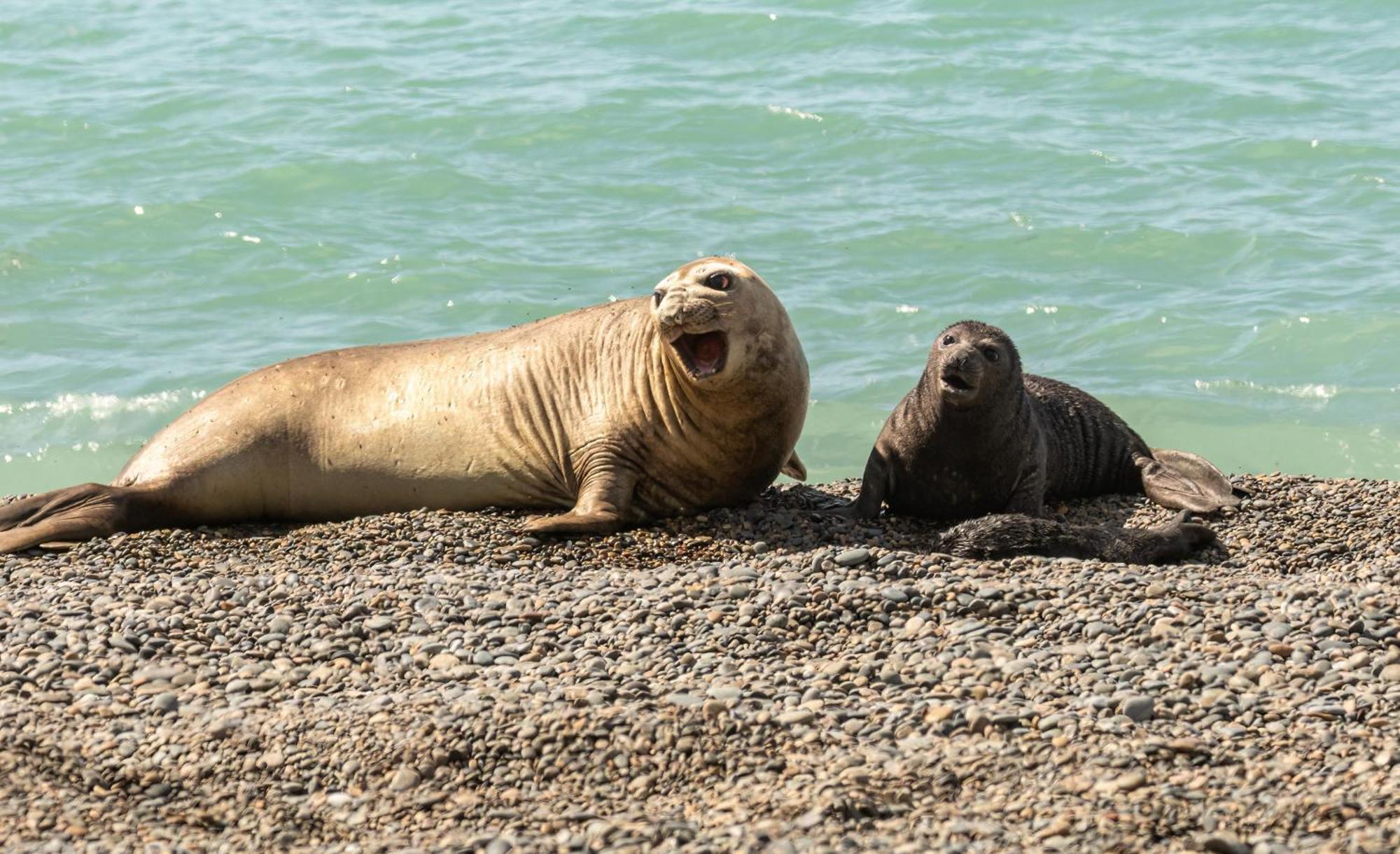 La Elvira Natural Lodge Nature & Wildlife Experience In Peninsula Valdes Punta Delgada ภายนอก รูปภาพ